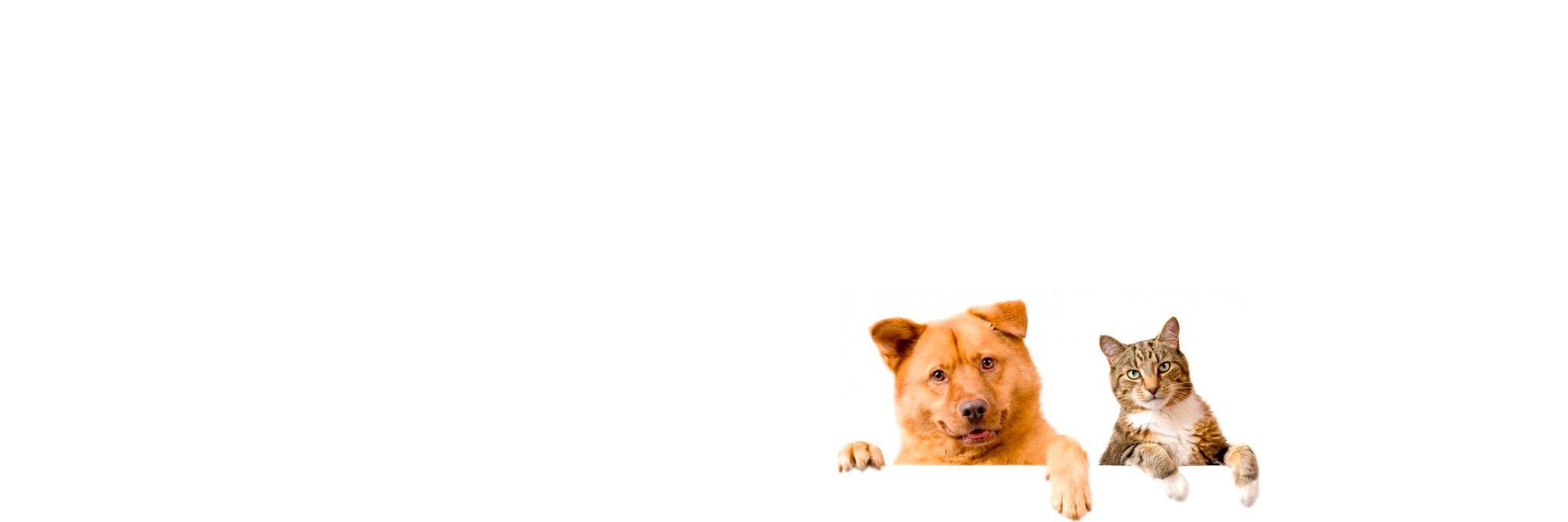 ConutanSL's profile banner image