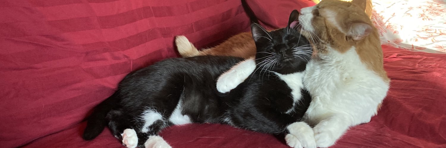 luxcats's profile banner image