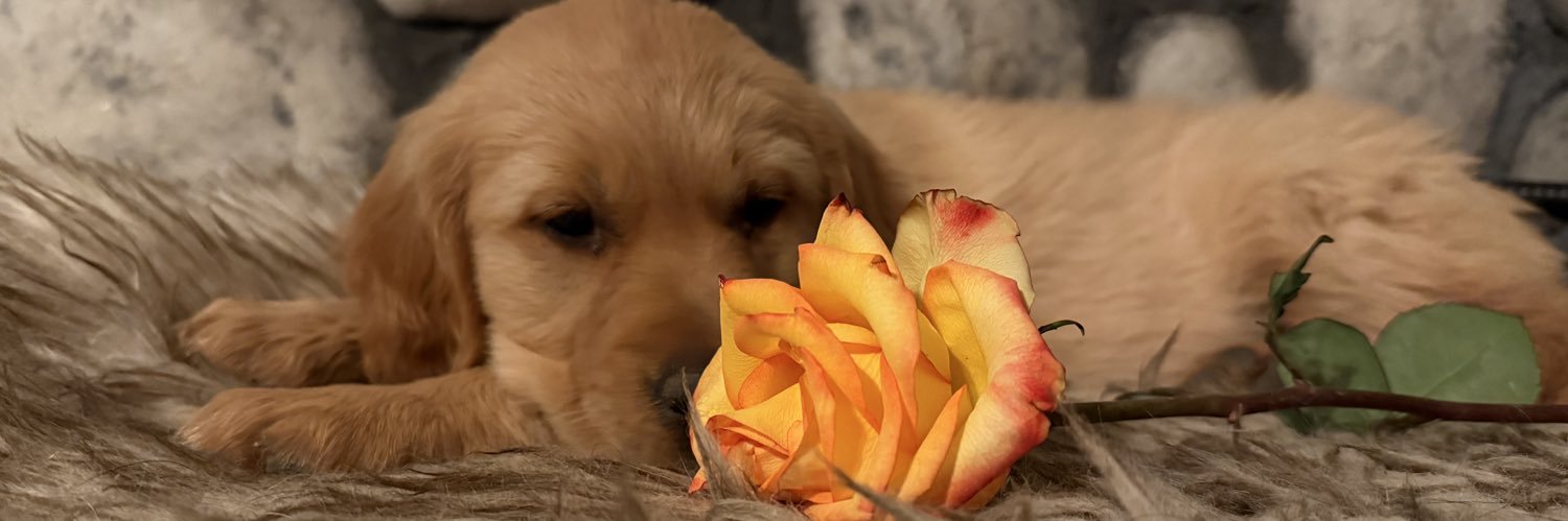 Rose the Golden's banner