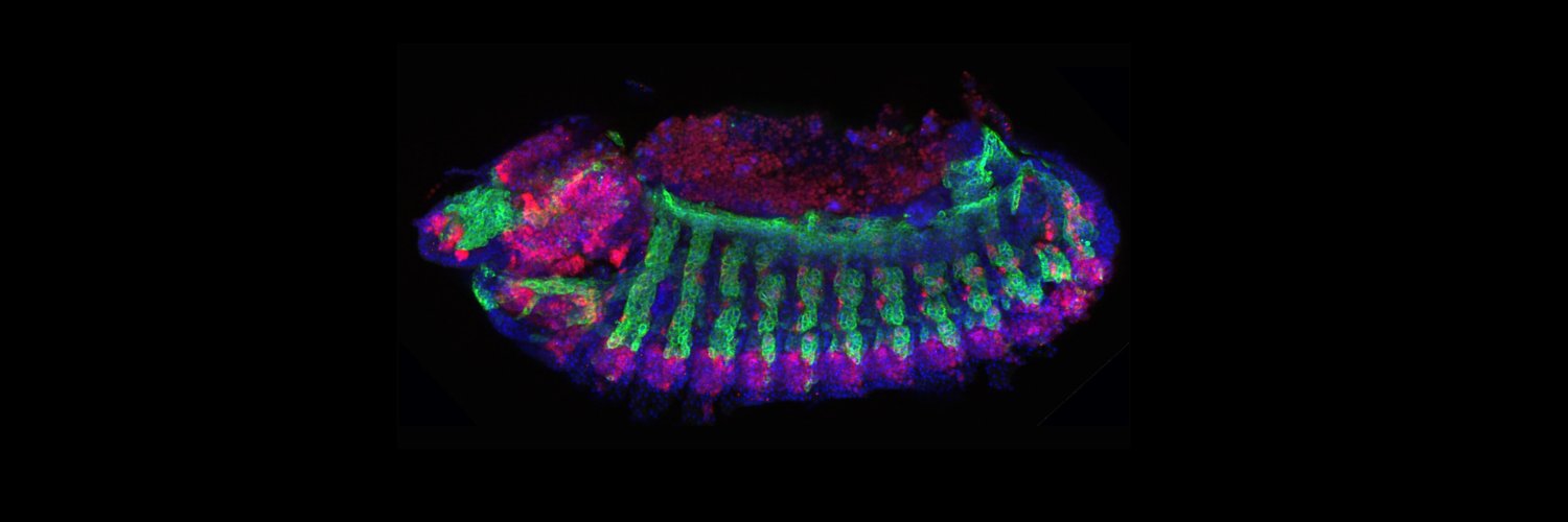 ZeitlingerLab banner