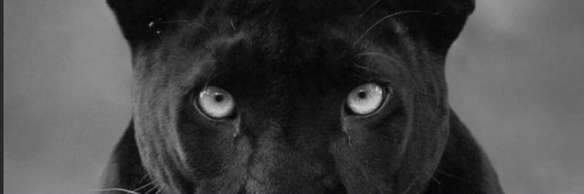 ARI🦋 banner