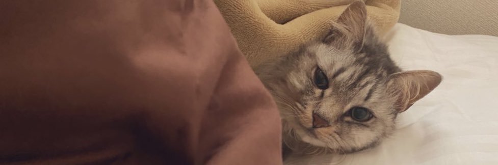 mayabuu24's profile banner image