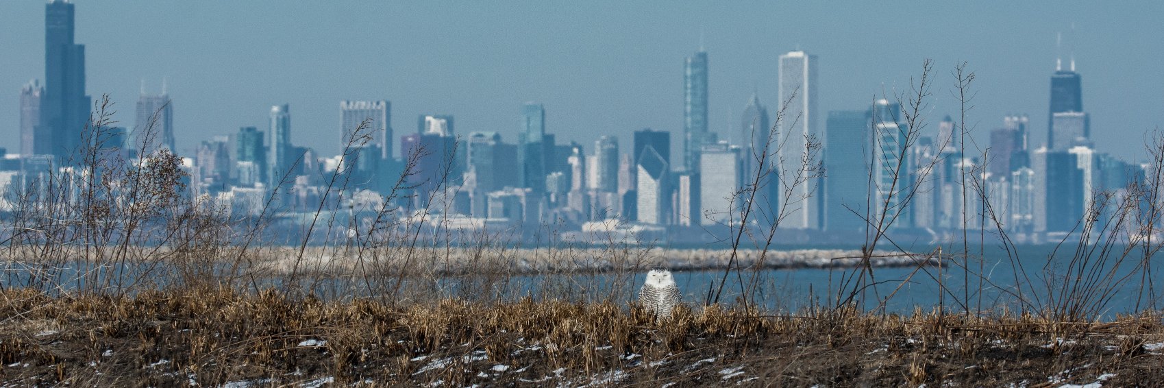 Bird Friendly Chicago banner