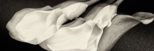 diversagiv's profile banner image
