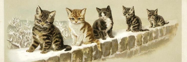 BitTeaKat's profile banner image