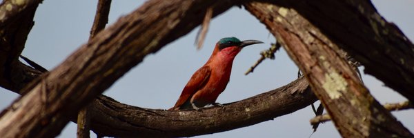 Curious4Nature Profile Banner