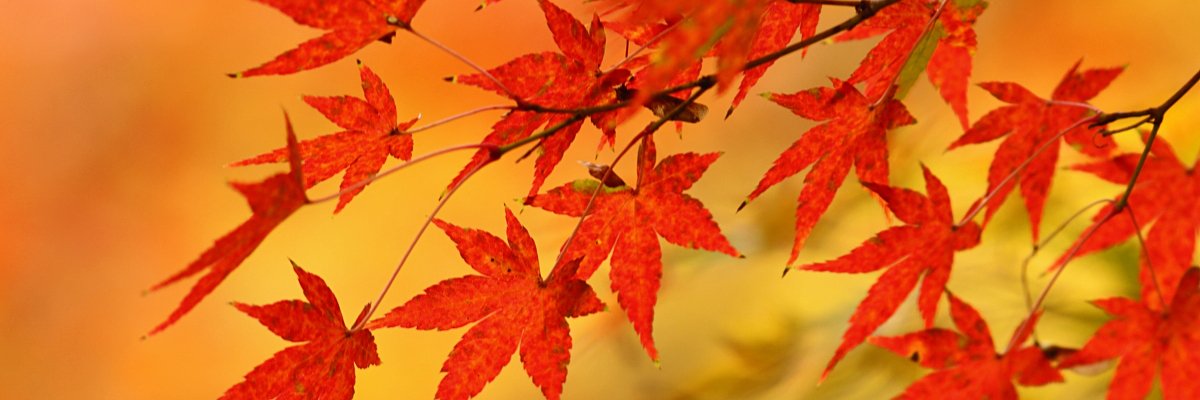 ysplanner's profile banner image