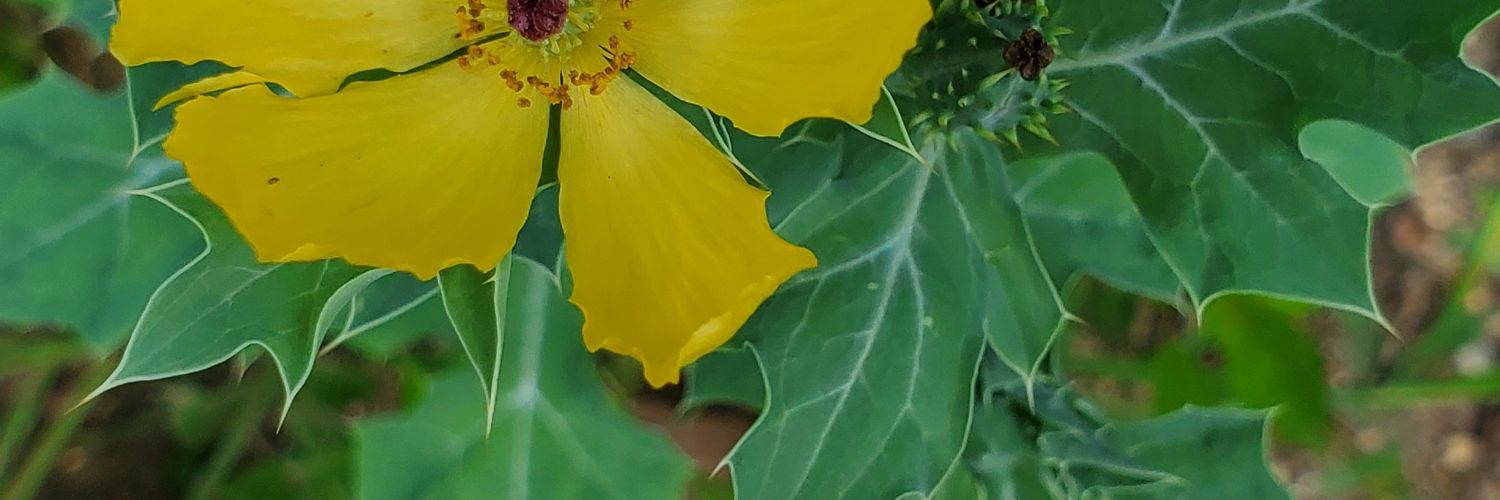 EspinalLuilly's profile banner image