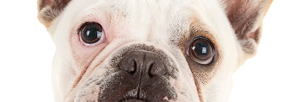 Camp Run-A-Mutt Cage Free Dog Daycare and Boarding banner
