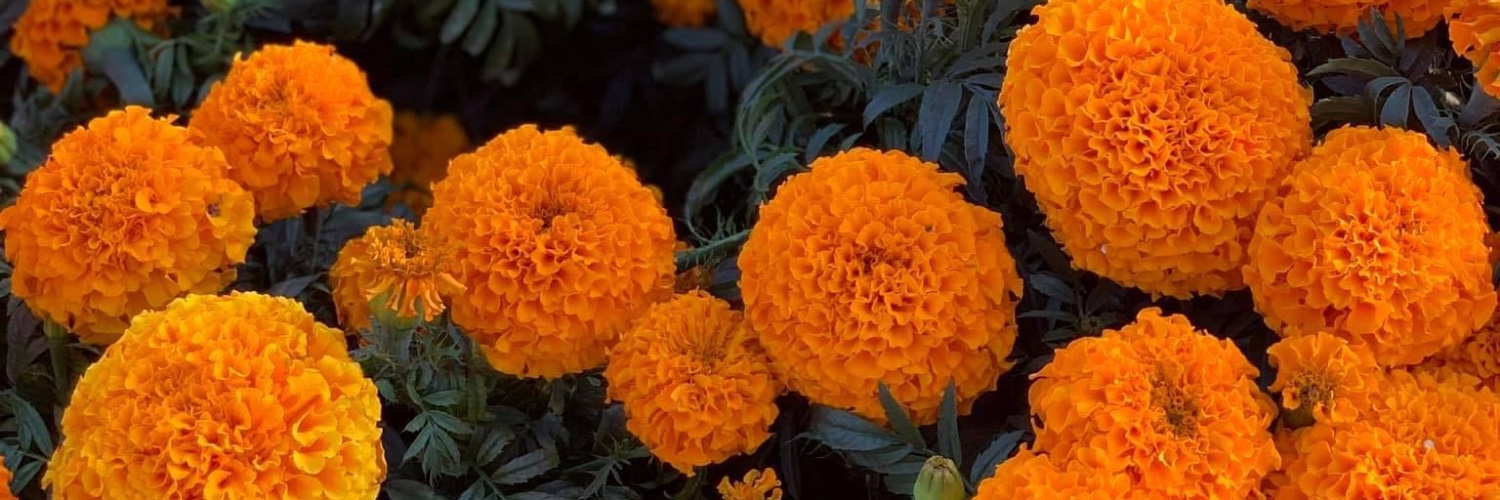 samhinsh's profile banner image