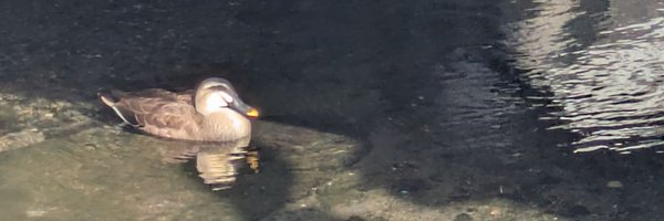 kemoshumai Profile Banner