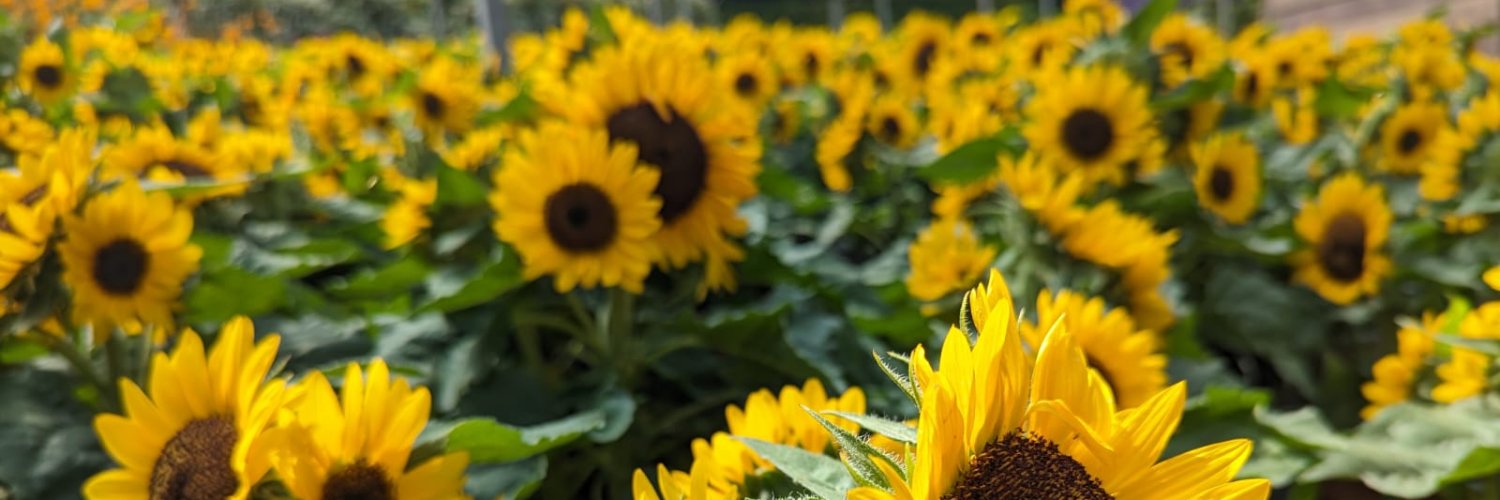 - Someone - banner