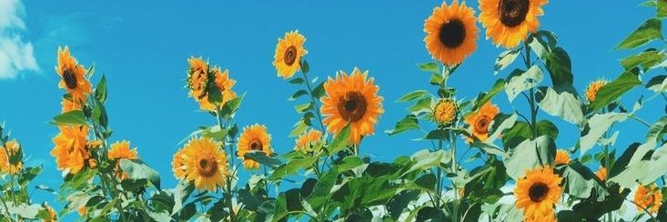 sunflowden's profile banner image