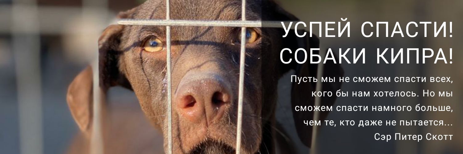 Собаки с кипра. Успей спасти собак кипра. Успей спасти собак кипра. Собаки с кипра. Успей спасти собак кипра.