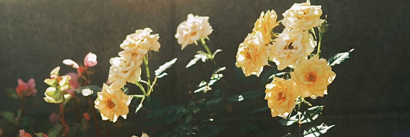 🌷 banner