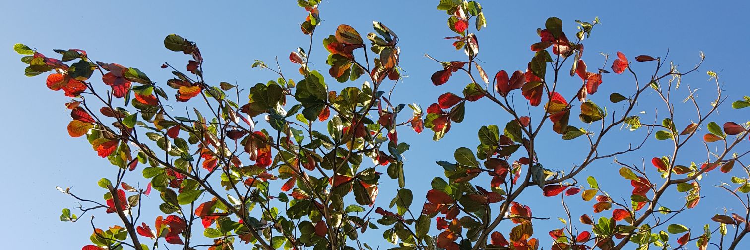thiaraujogui's profile banner image