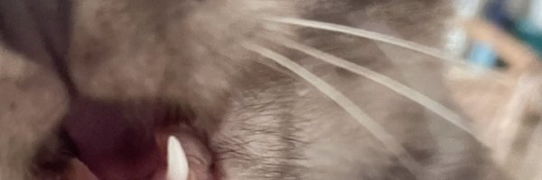 DolansPillow Profile Banner