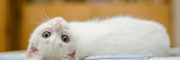 りゅうどん眠り猫 banner