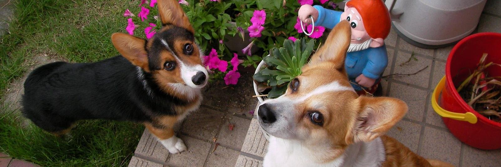 corgipatty's profile banner image
