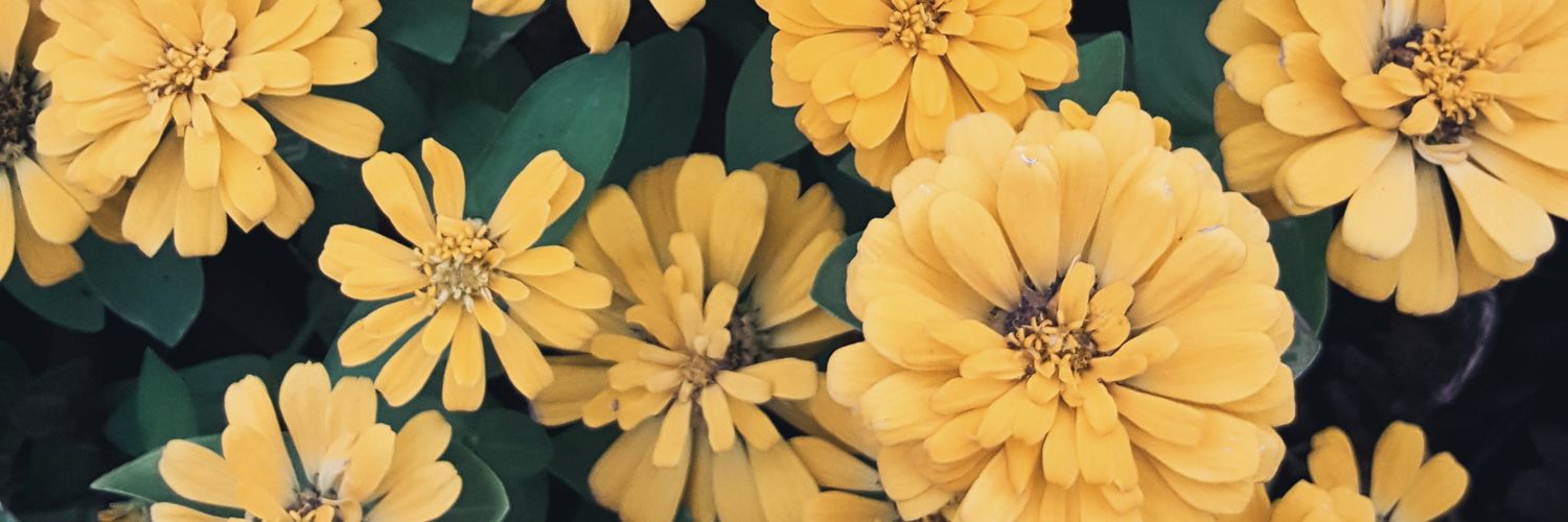 srppx's profile banner image