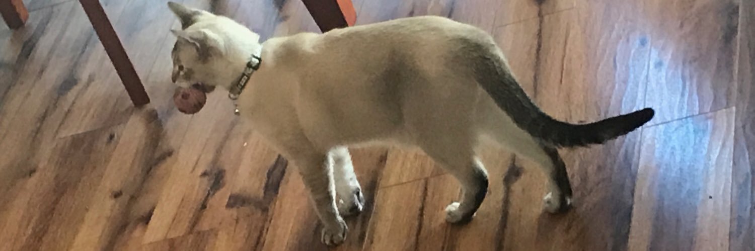vicki__bee's profile banner image