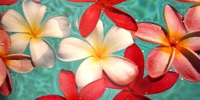 piajm's profile banner image