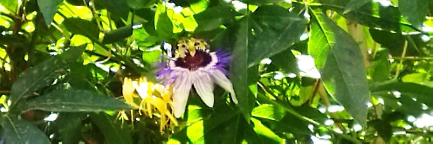 sadragoli's profile banner image