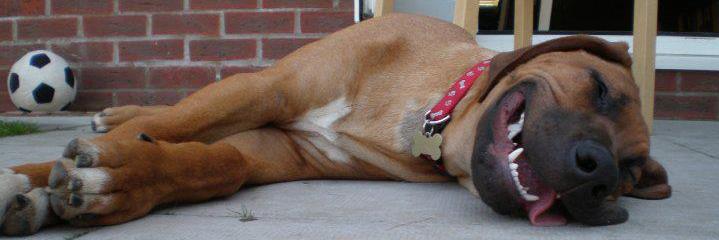 ridgeback_man's profile banner image
