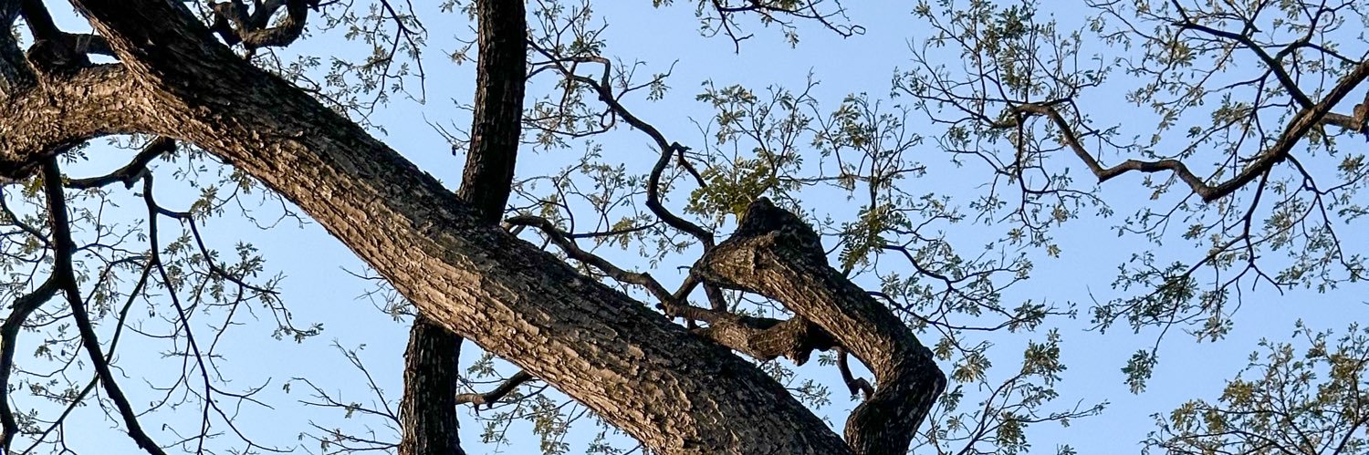 Querter🧋 banner