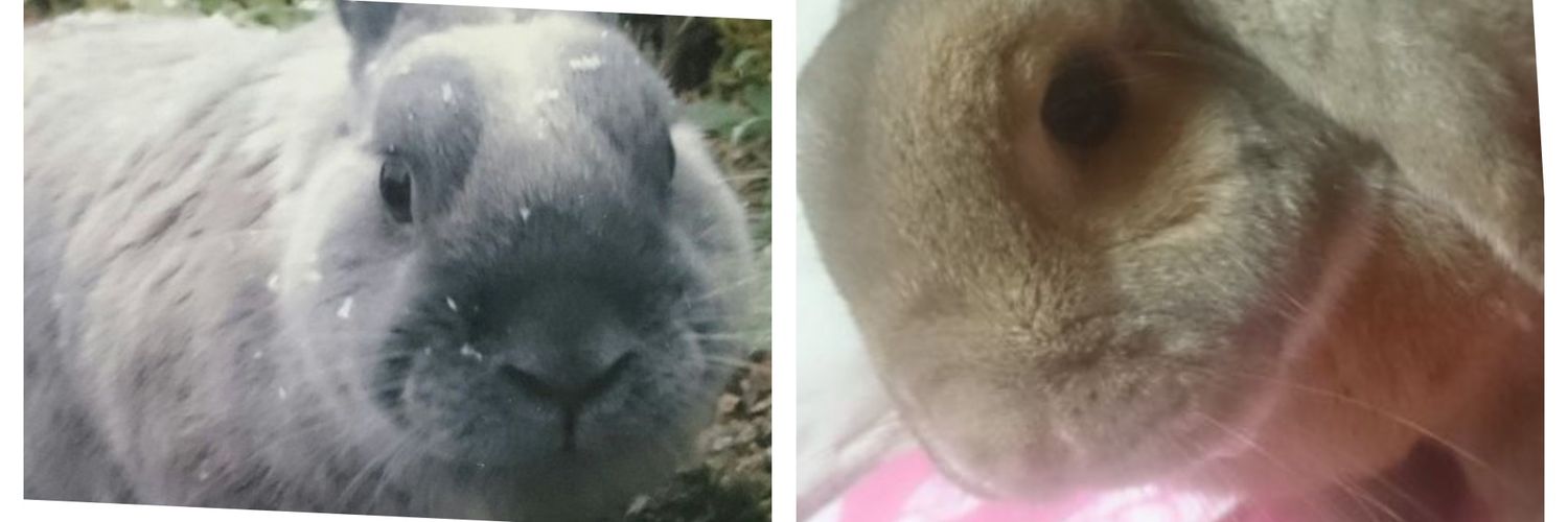 🥕_(˘×˘_∪⌒)ο🥕📦 banner