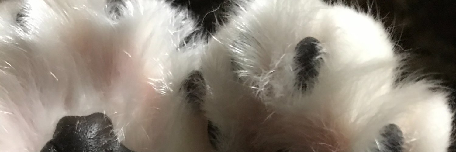 npogp's profile banner image