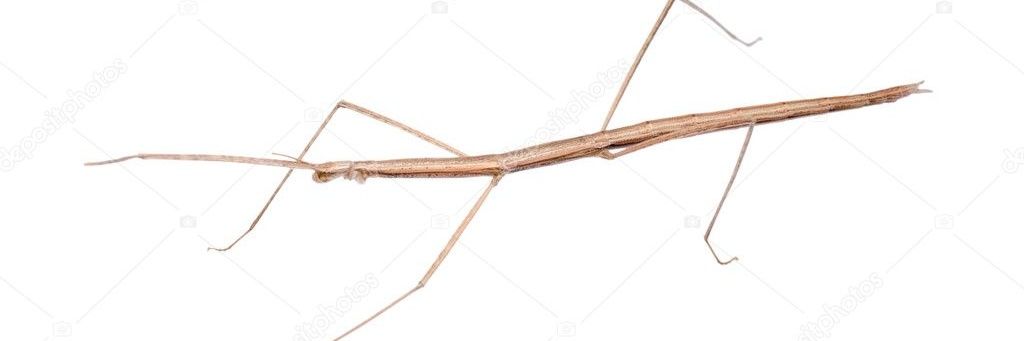bay_libido's profile banner image