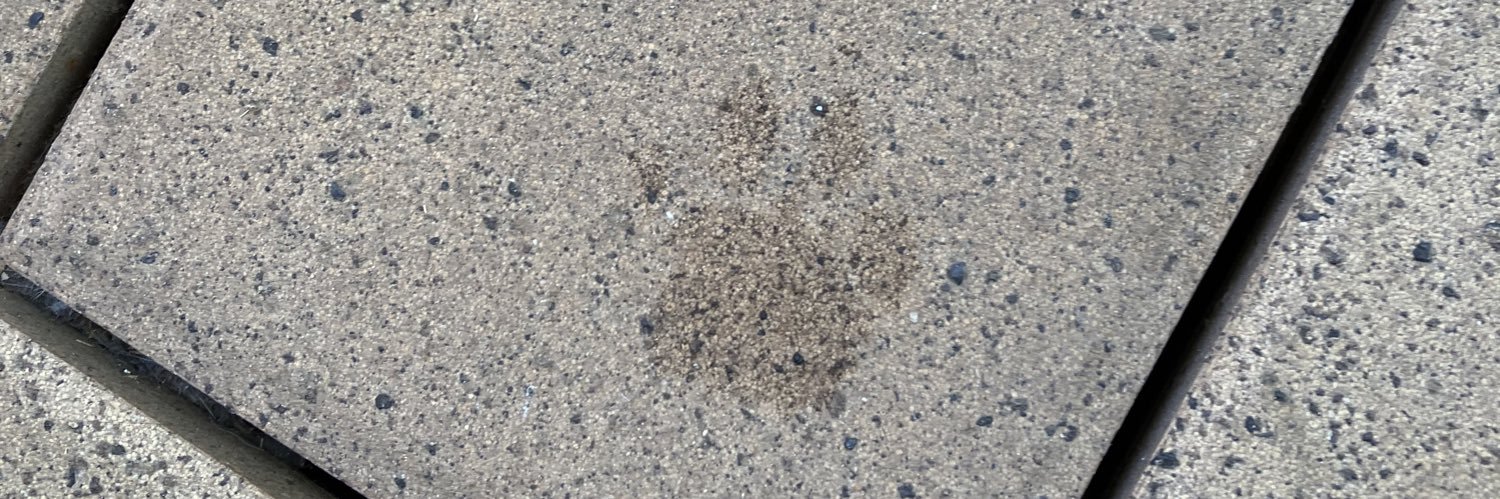 Lilychan☪️🐾 banner