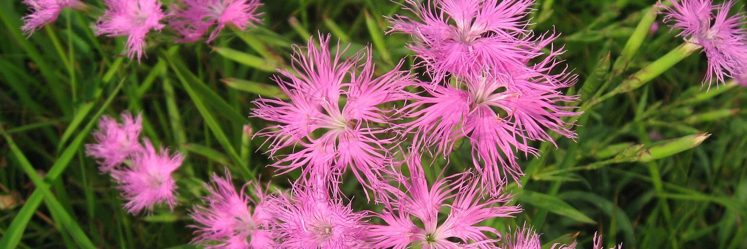 Dianthus666's profile banner image