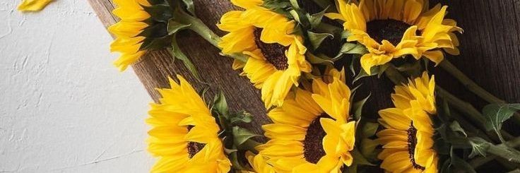 shy_dube's profile banner image