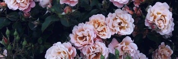 kerricolby Profile Banner