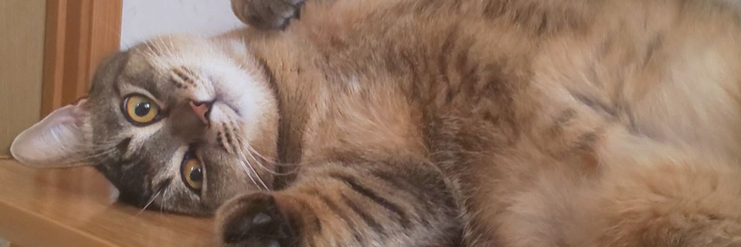 lechat09's profile banner image