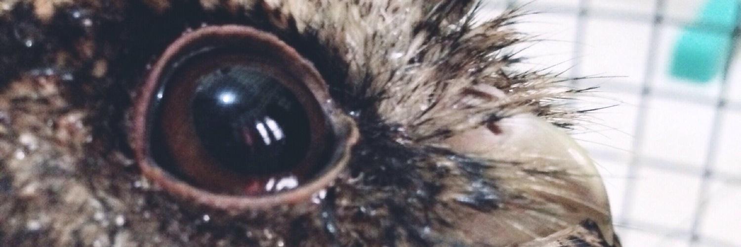 benedictusariee's profile banner image