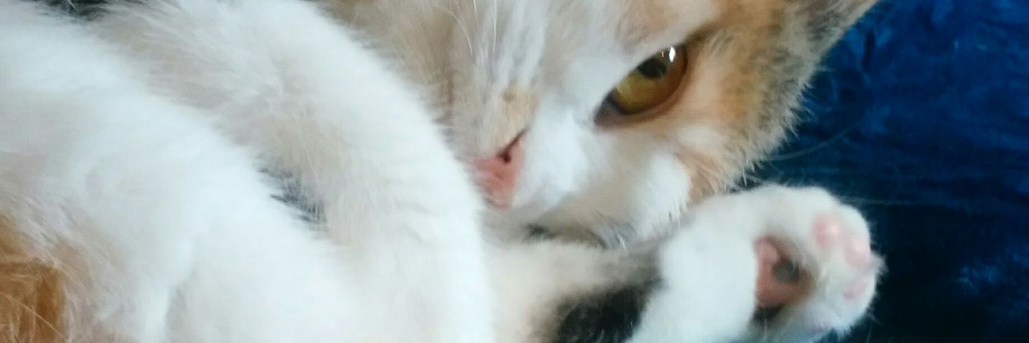 iamtinytot's profile banner image
