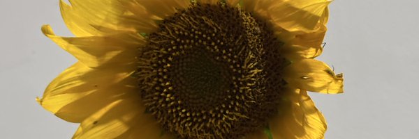 RaissaFaranda Profile Banner