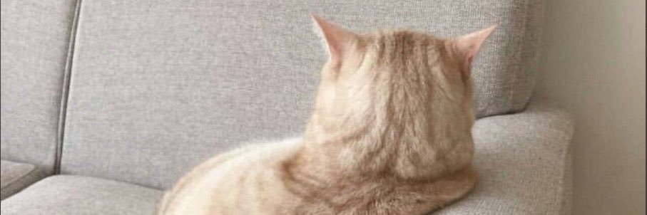 raysstargaryen's profile banner image