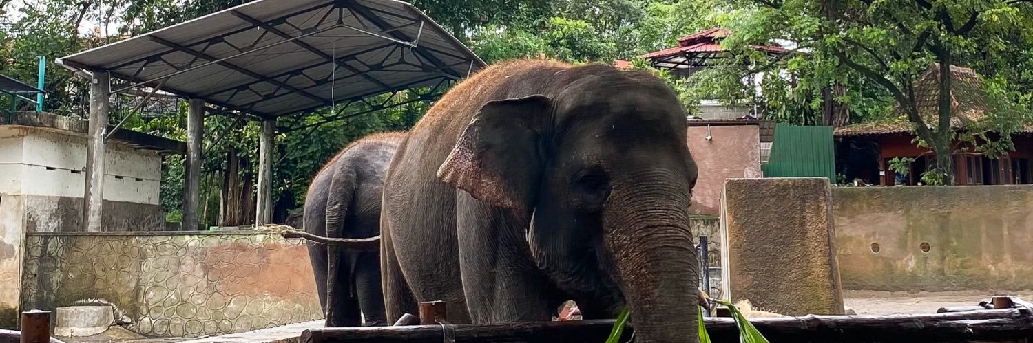 Selai Nutalla banner