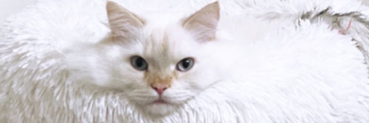 lebaneezkween's profile banner image