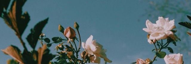 ayaashour74's profile banner image