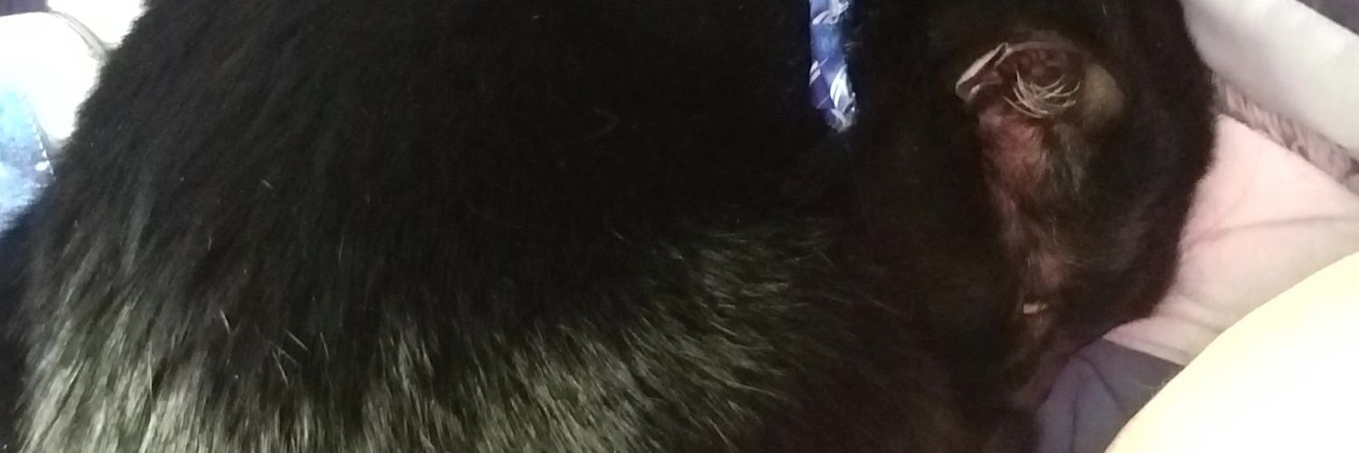 Nwil banner