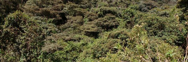 DarkWing_V Profile Banner