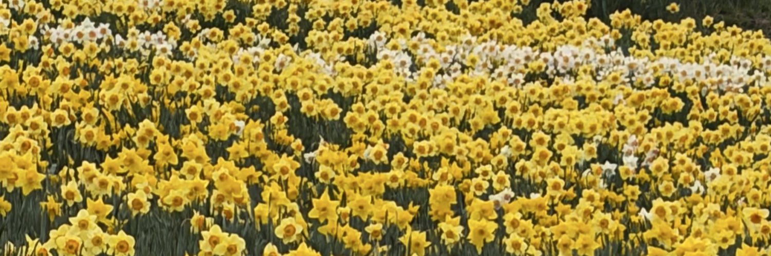 kauchan7's profile banner image