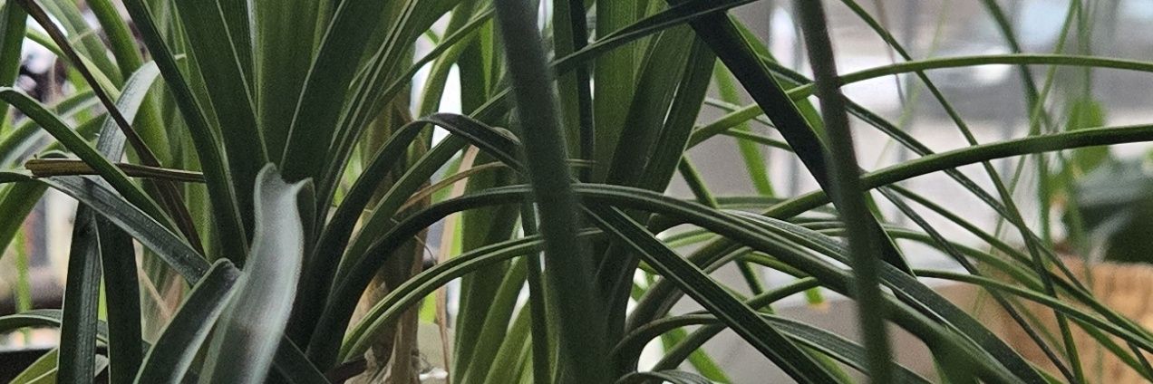 ChattyKatherine's profile banner image