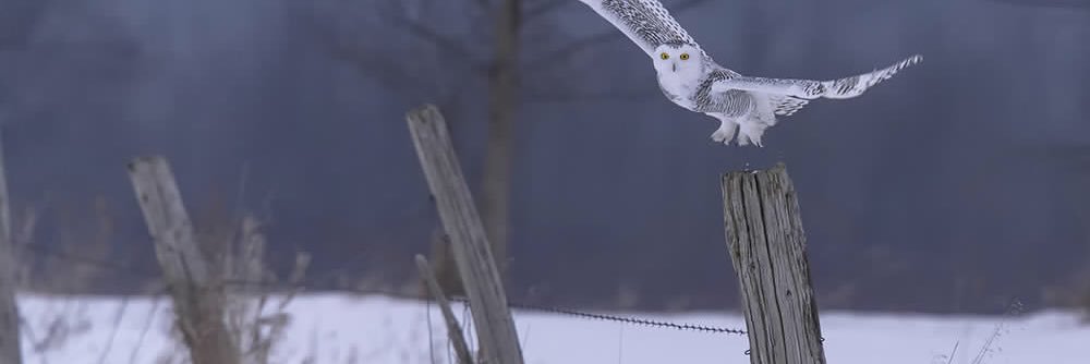ChocolateOnMain's profile banner image