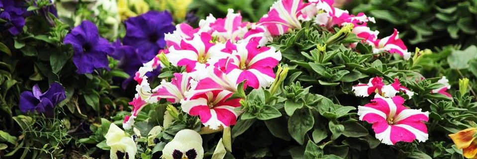 A_SHUBHAM's profile banner image